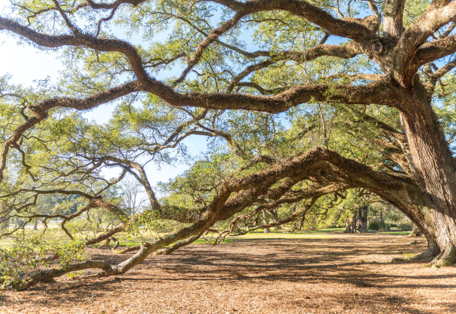 A picture of a oak tree in Pineville LA.