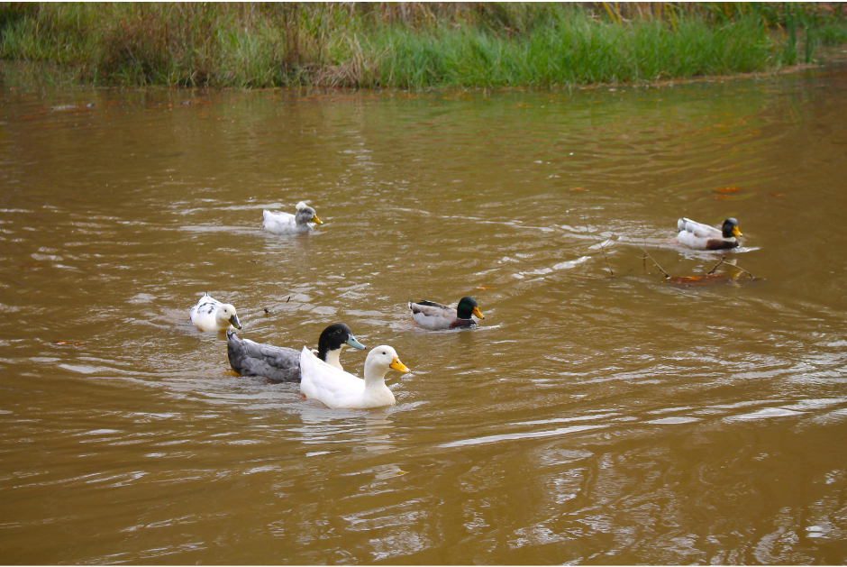 A picture of ducks in a pond in Ruston, LA